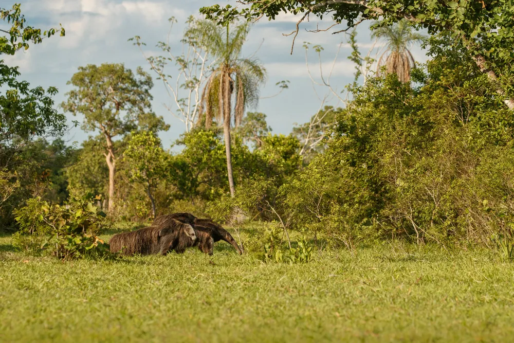 animal wildlife inside Rupununi Savannah guyana