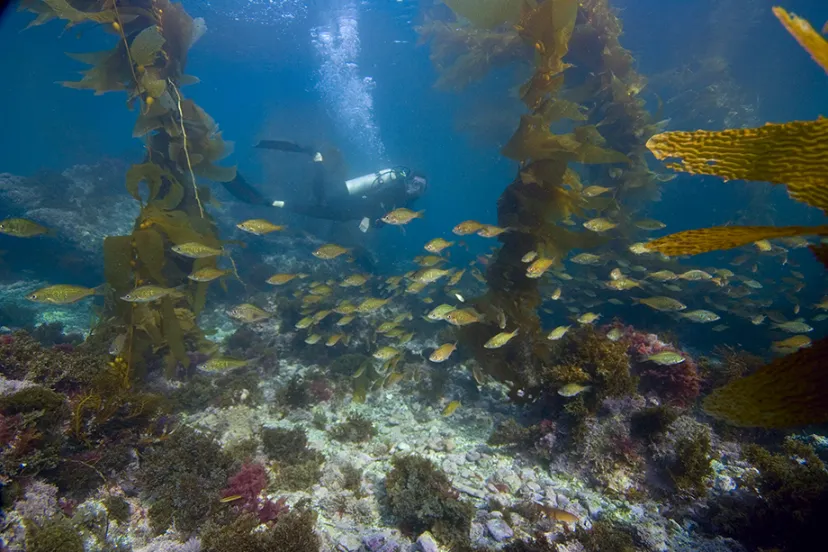 Santa Catalina Summer Diving